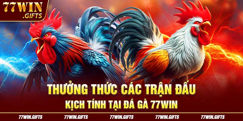 Thưởng thức các trận đấu kịch tính tại đá gà 77win